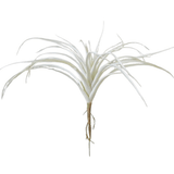 Brown & Beam Accessories Beverley Air Plant