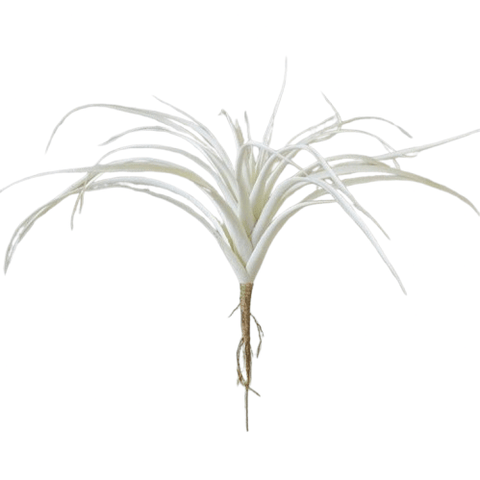 Brown & Beam Accessories Beverley Air Plant