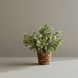 Brown & Beam Accessories Rora Plant