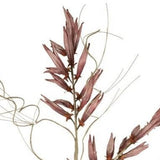 Brown & Beam Botanicals Purple Stem