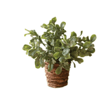 Brown & Beam | Furniture & Decor Botanicals Plant in Basket