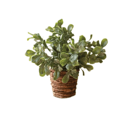 Brown & Beam | Furniture & Decor Botanicals Plant in Basket