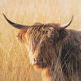 Brown & Beam | Furniture & Decor Wall Art Highland Herd Artwork