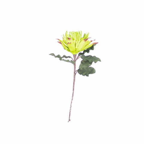 Ezra Plant with lime green petals and dark green leaves with brown stem botanical