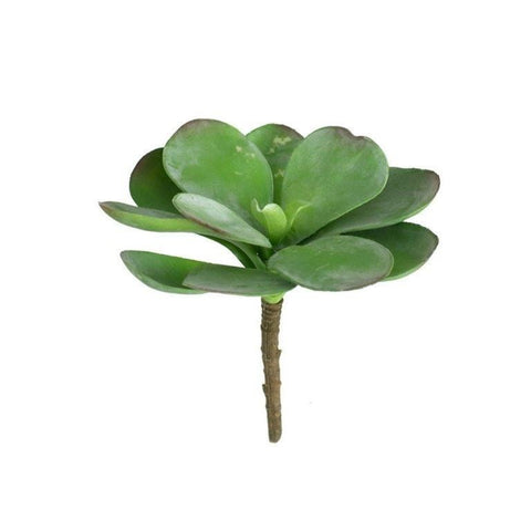 paddle plant succulent