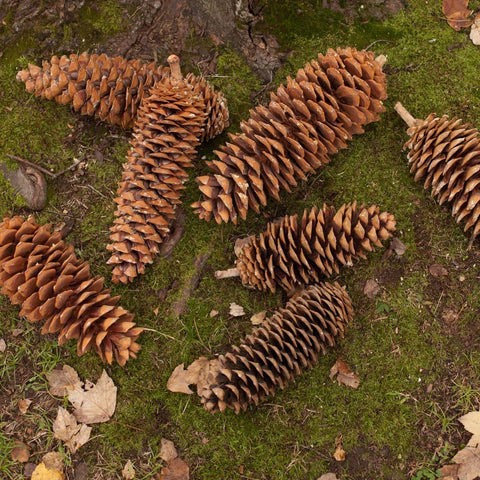 Brown & Beam Botanicals Frosted Pine Cone - Final Sale